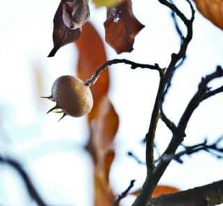 Pruning medlar