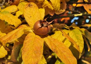 Medlar tree