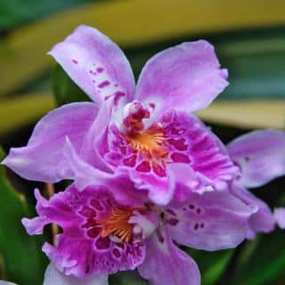 Miltonia orchid