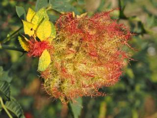 Mossy rose gall