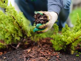 Plant mulch