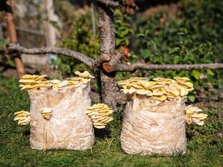 Harvesting mushrooms on coffee grounds