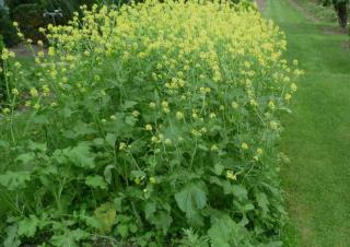 Home-grown mustard