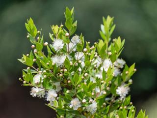 Myrtle plant - myrtus communis