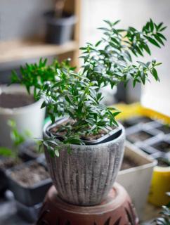 Pot myrtus