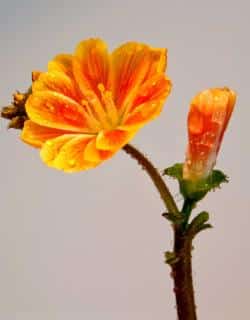 Nemesia flower