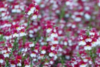 Planting nemesia