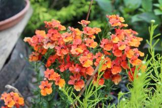 Potted nemesia