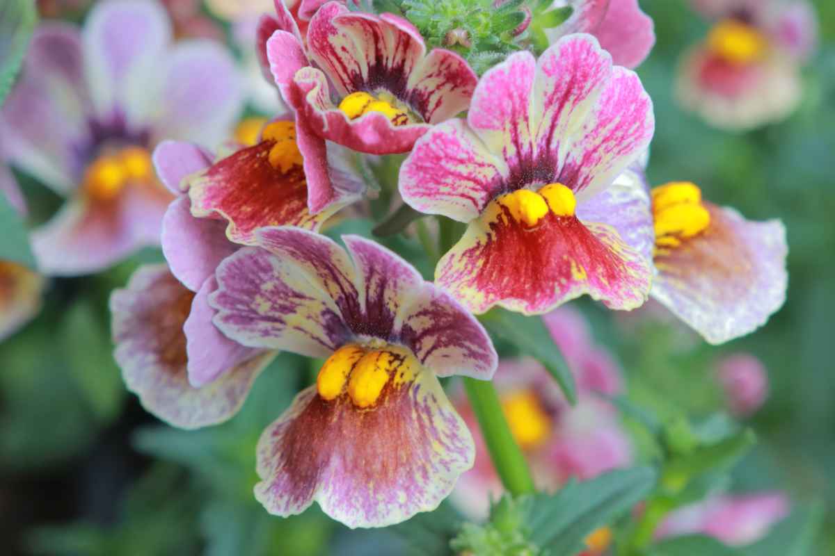 Nemesia - growing it and advice on how to care for it