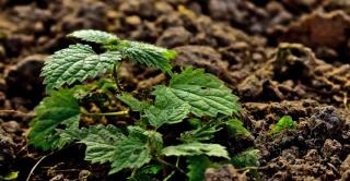 Fertilizing with nettle