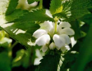 Garden benefits of nettle