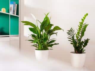 Office plants: calla lily and zamioculcas