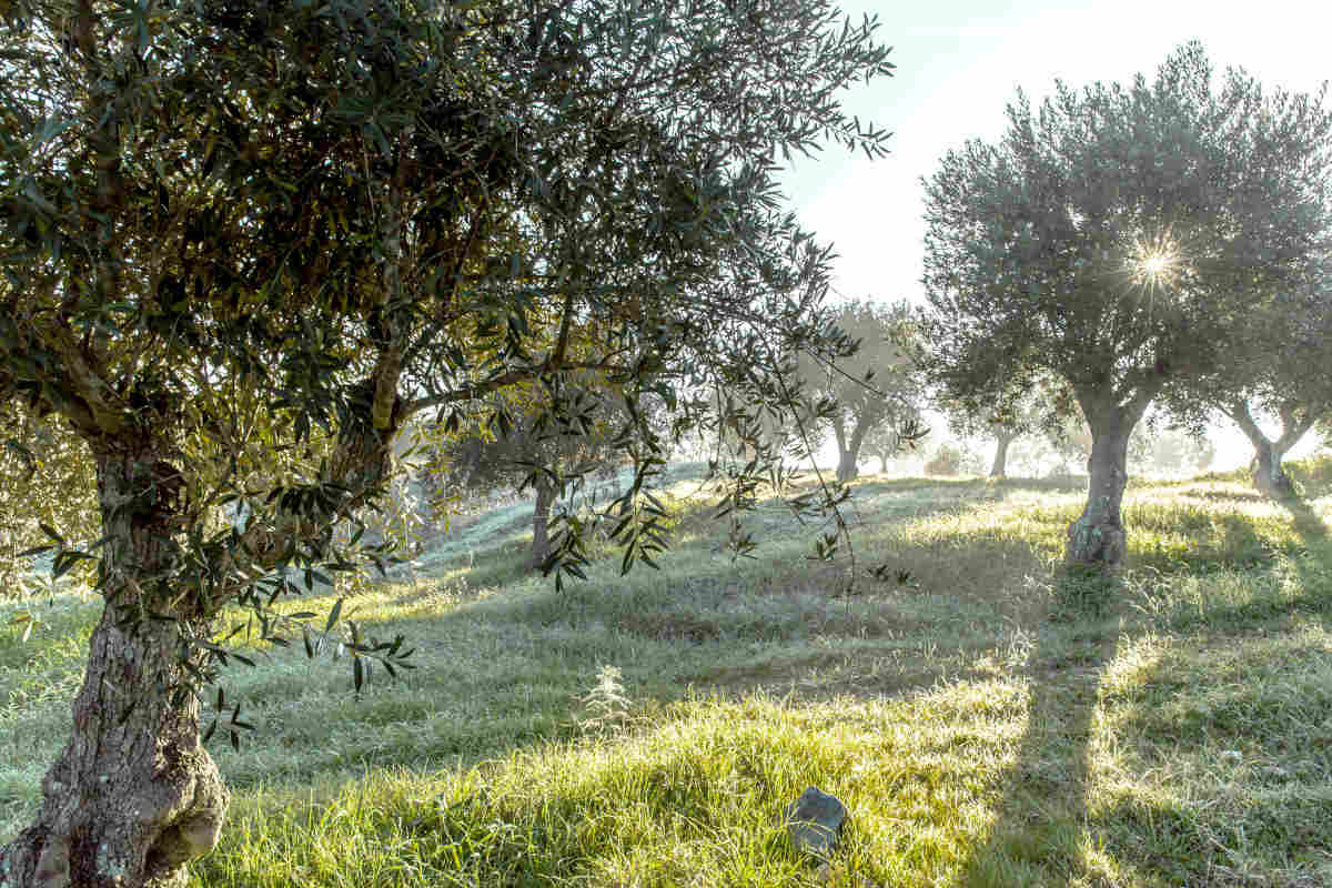 olive tree cold