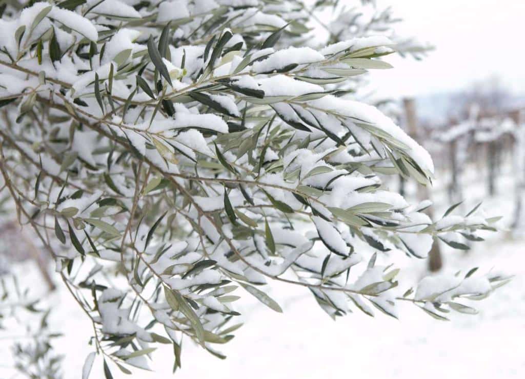 olive tree winter cold freeze tolerance
