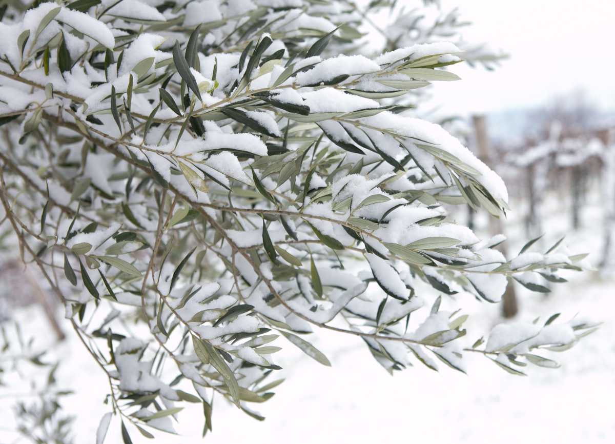 olive tree winter cold freeze tolerance