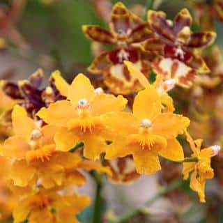 Oncidium orchid