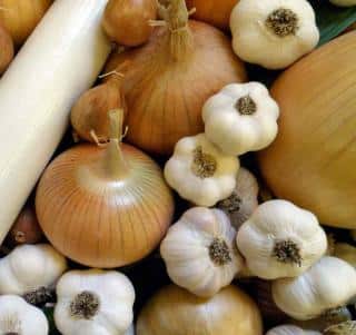 onion leek garlic cancer