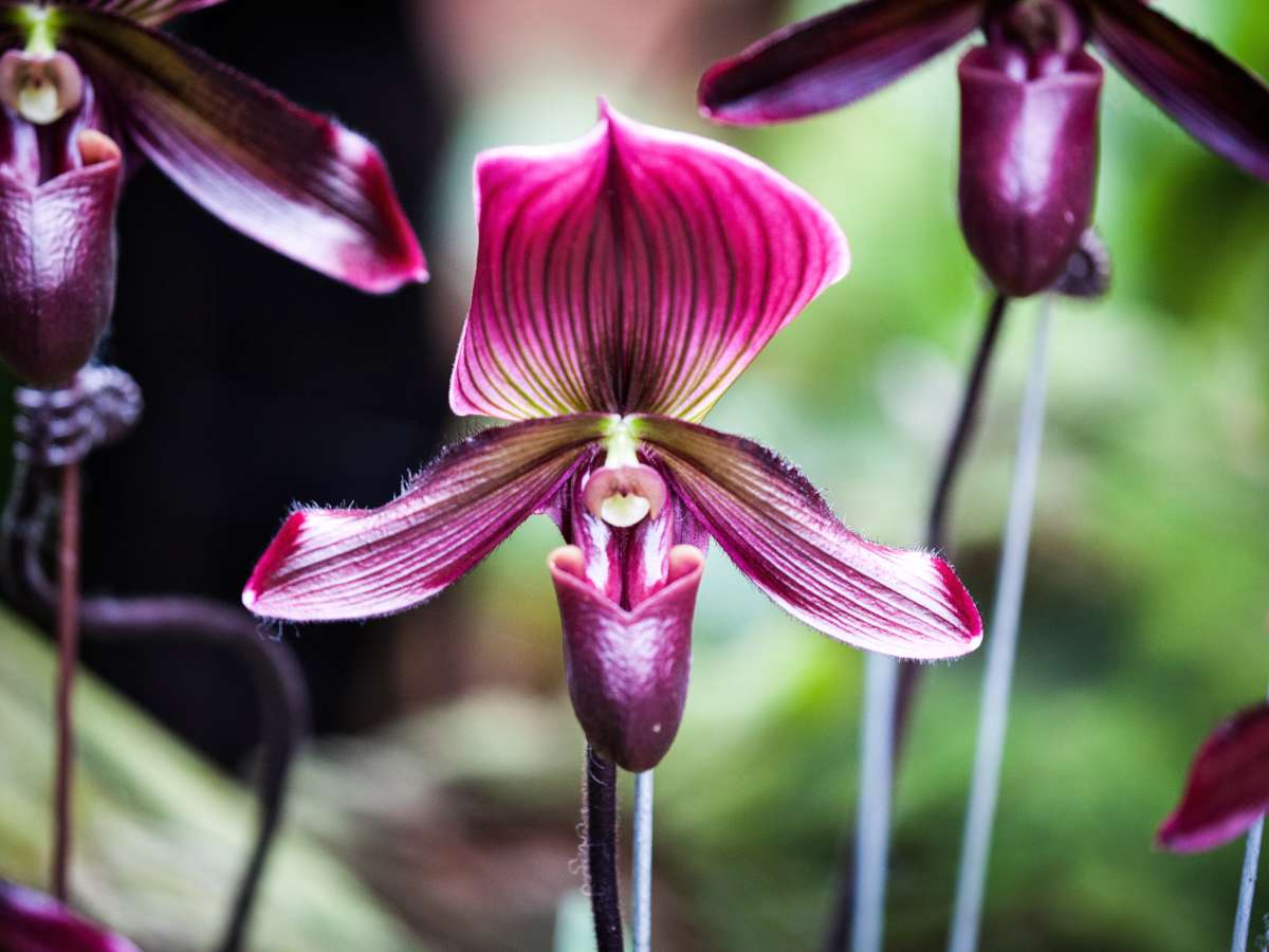 Orchid varieties and species