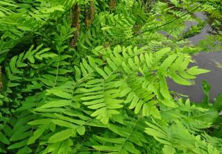 Planting royal fern