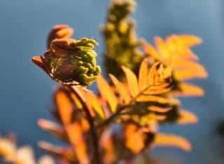 Propagating royal fern