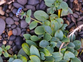 Mertensia maritima care