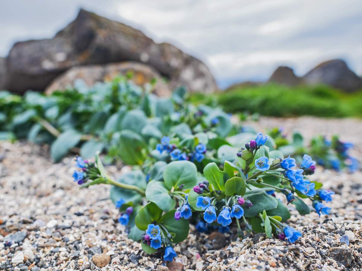 Oyster plant