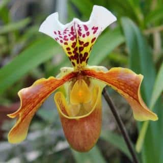 Paphiopedilum orchid