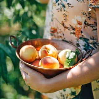 Peach harvest