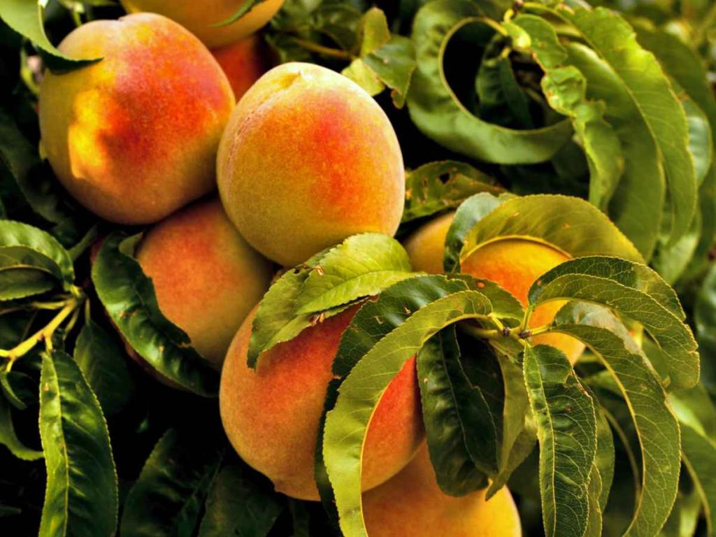 Peach tree