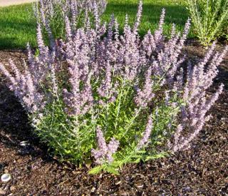 Planting perovskia