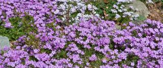 Ground cover phlox