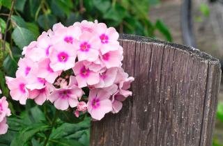 Phlox planting