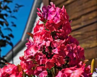 Phlox in a pot