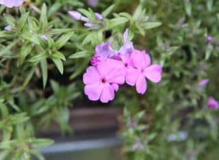 Pruning phlox