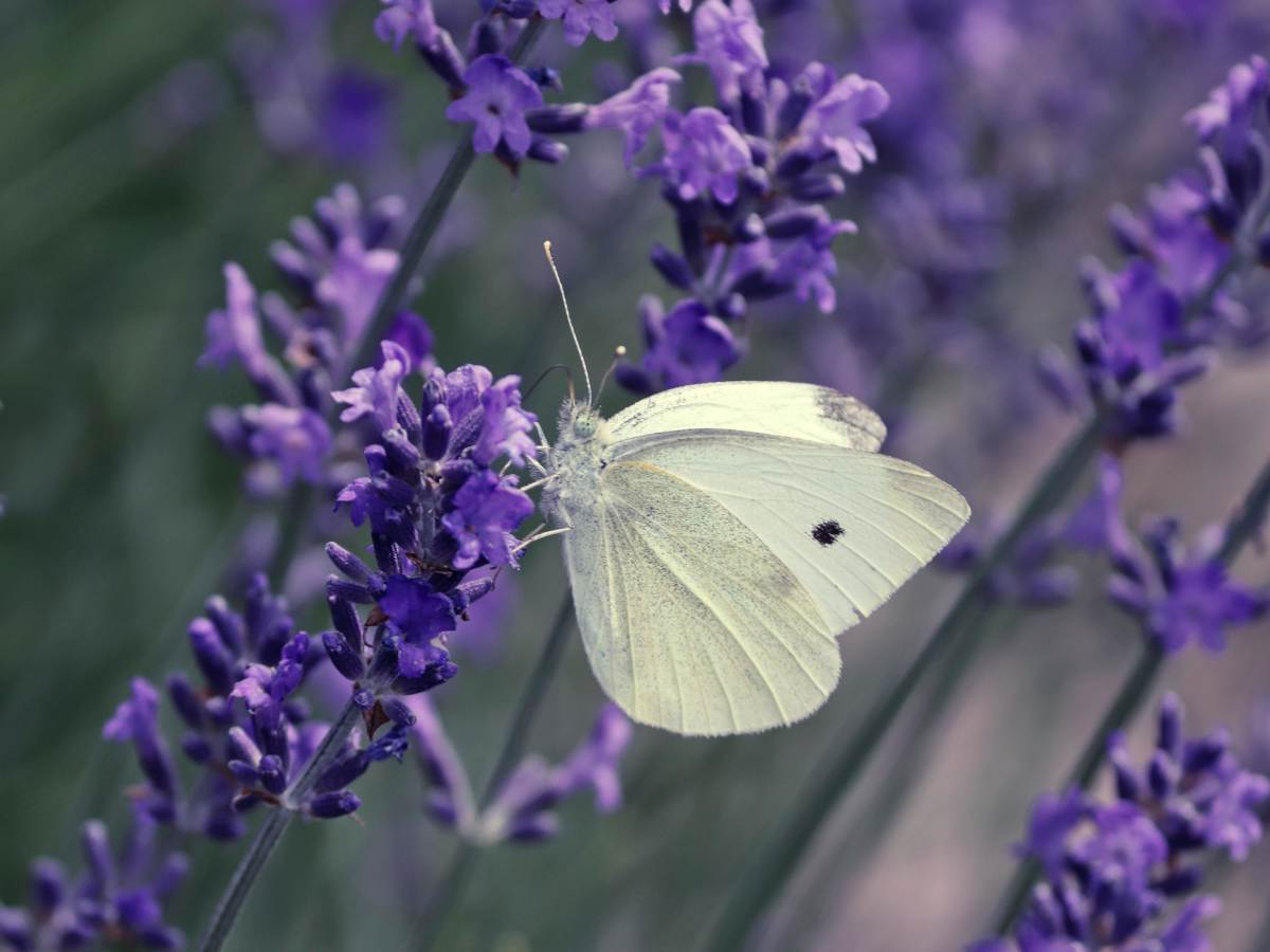 Pieris brassicae - Large white