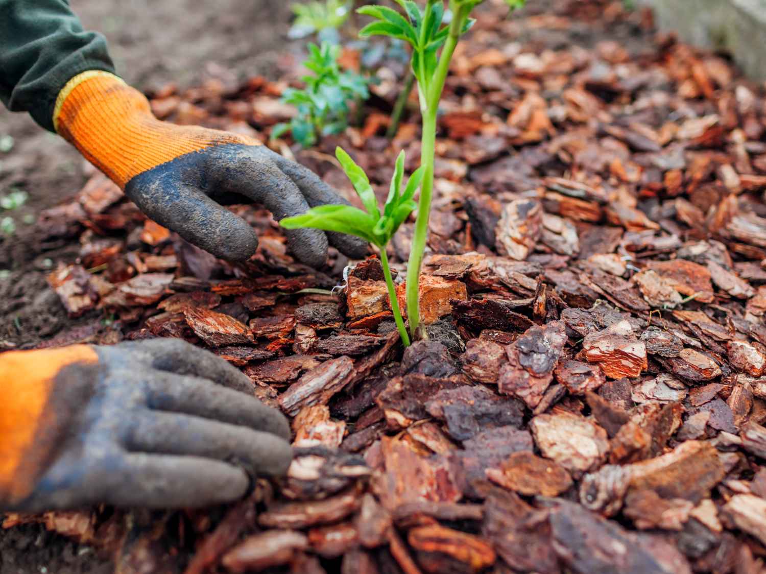 Pine bark mulch