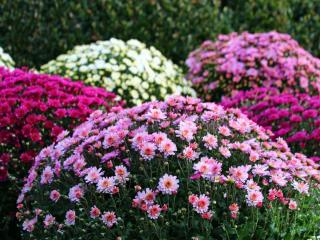 Chrysanthemum, autumn daisy planting