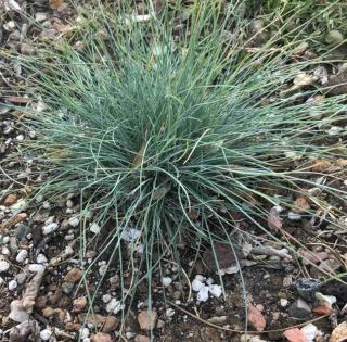 Planting blue fescue