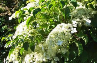 Planting climbing hydrangea