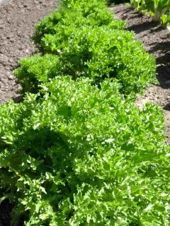 Curly endive planting