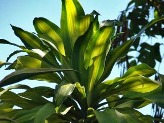 Planting D. massangeana outdoors