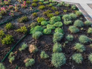 Planting ground cover plants