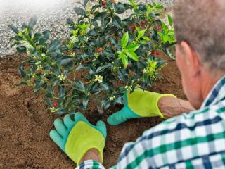 Planting holly