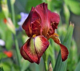 How to plant iris