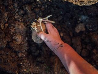 Planting potato