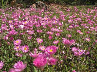 Planting rhodanthe