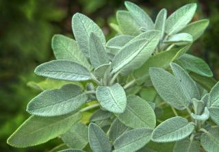 How to plant sage
