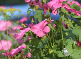 Planting tree mallow