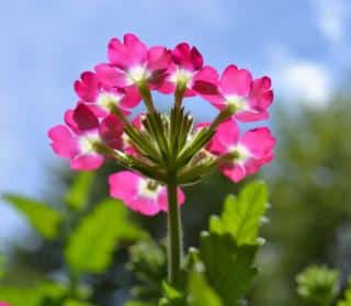 Planting garden verbena