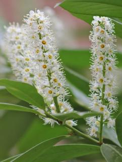 Planting wild privet